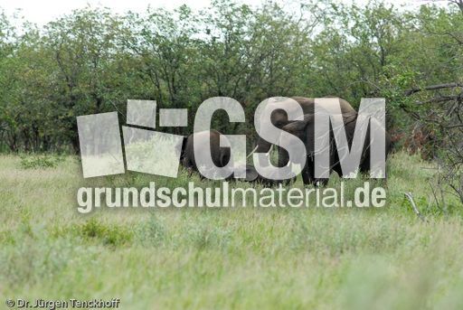 Afrikanischer Elefant (125 von 131).jpg